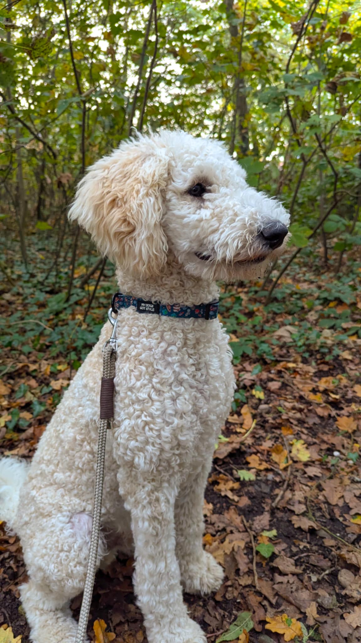 Wearing our 'out if this world' collar