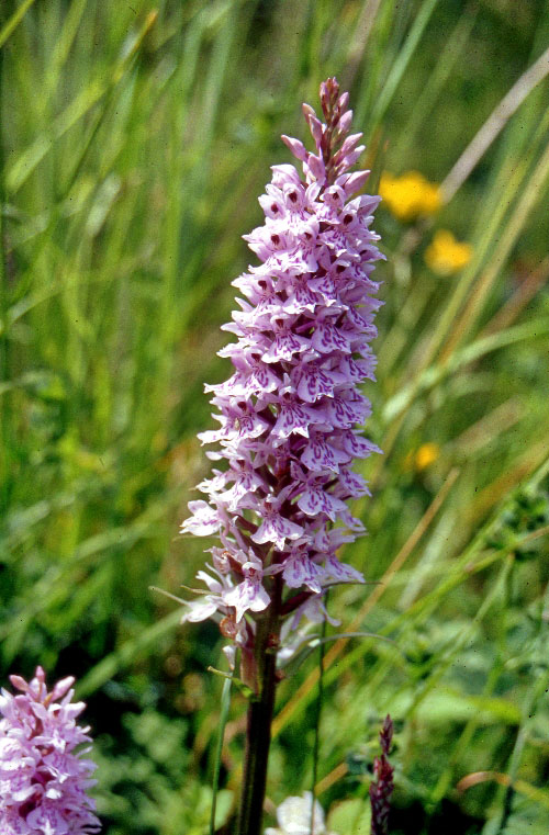 Common spotted orchid  Dactylorhiza fuchsii in France