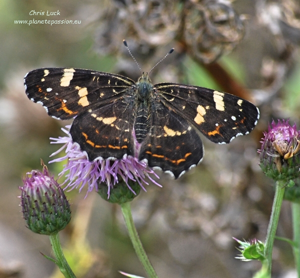 2nd generation Map butterfly on Creeping thistle France