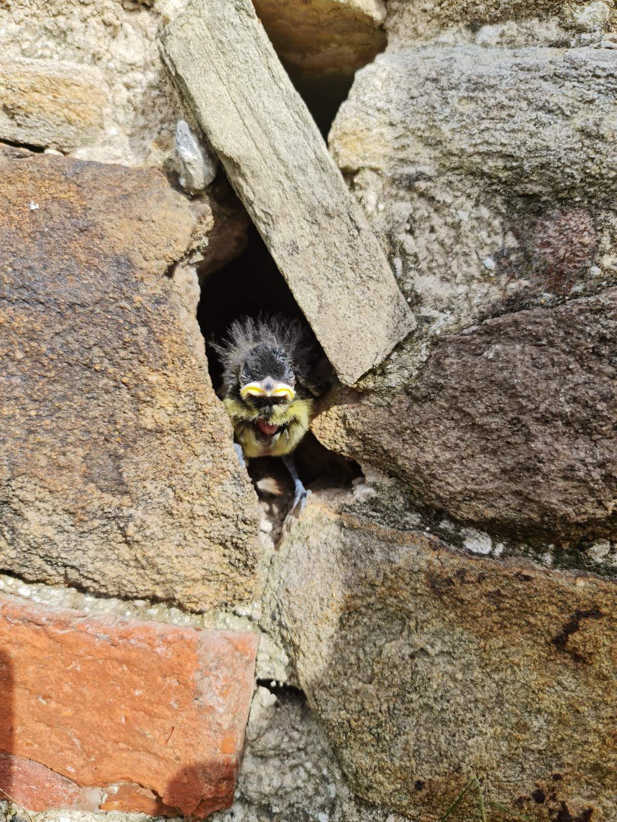 Bird rescue