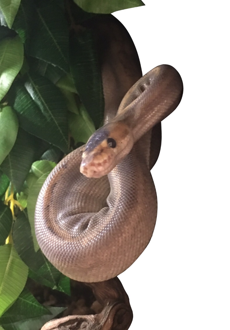 Champagne Royal Python hanging from a branch