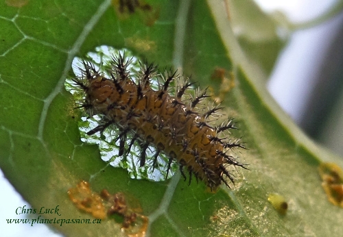 Bryony ladybird larva, France