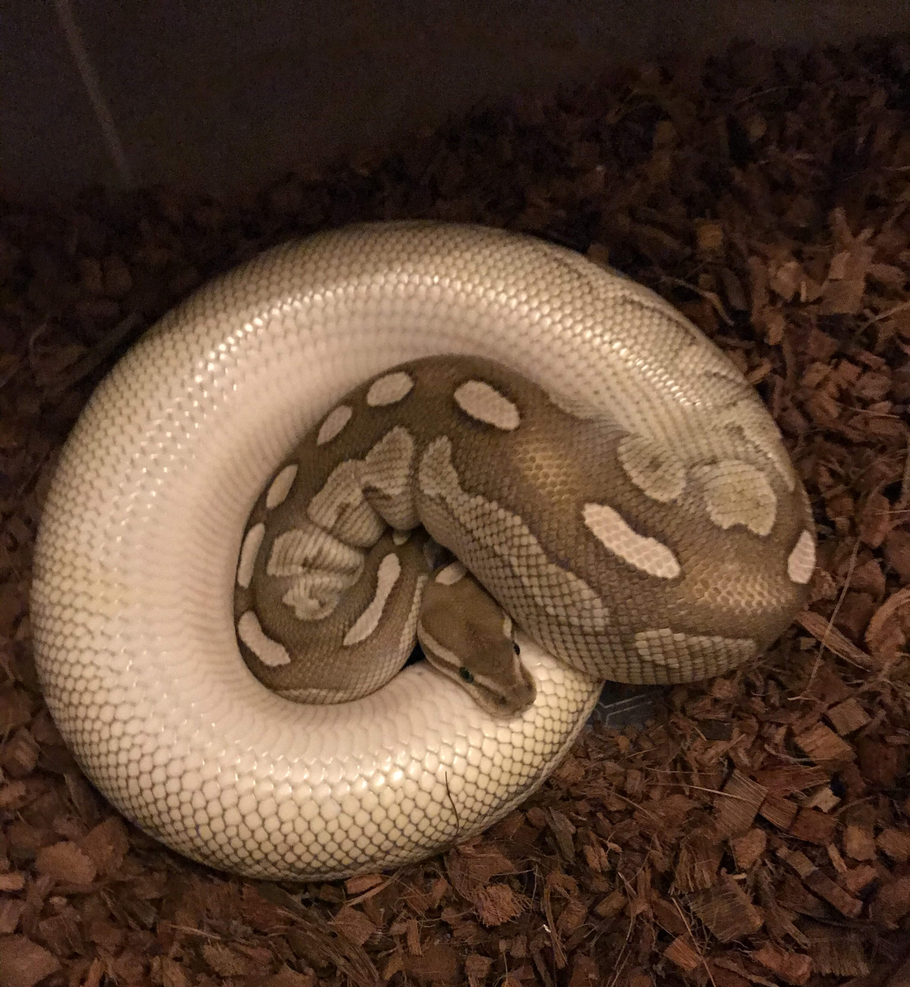 Gravid female Royal Python positioning herself belly-up