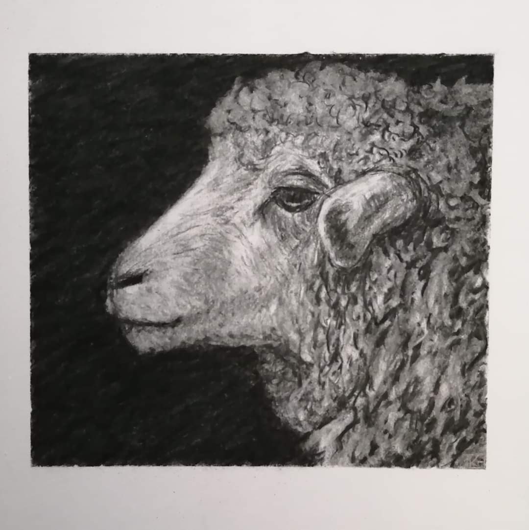 Day 81.  Sheep
