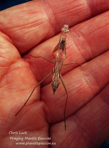 Mantis shed skin, France