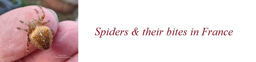 Spider bites in France