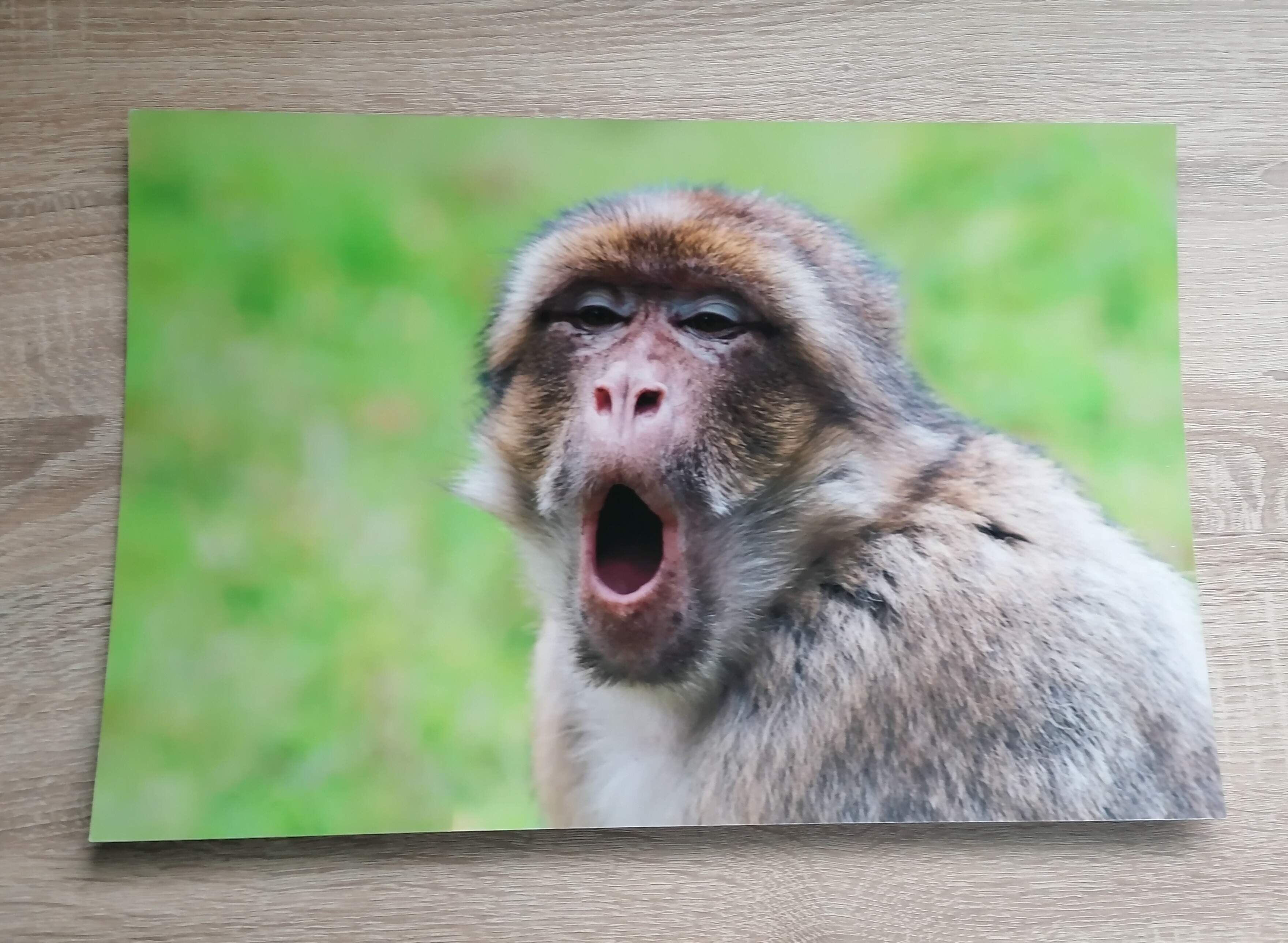 Barbary Macaque photo
