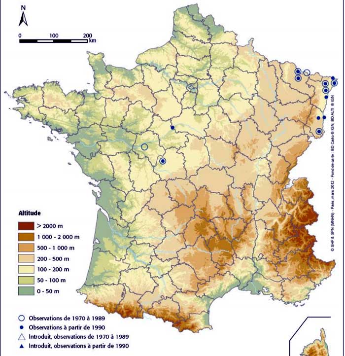 Spadefoot toad map France