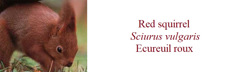 Red squirrel, Sciurus vulgaris, Ecureuil roux in France
