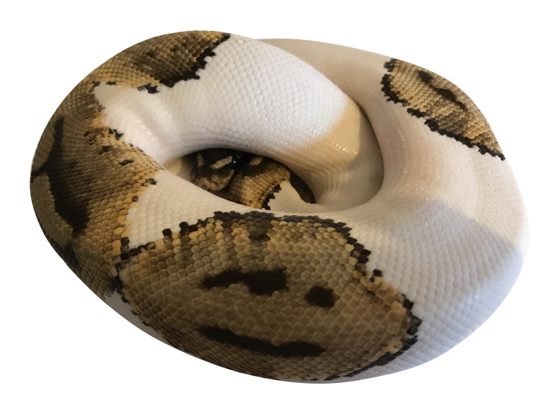 Piebald Royal Python