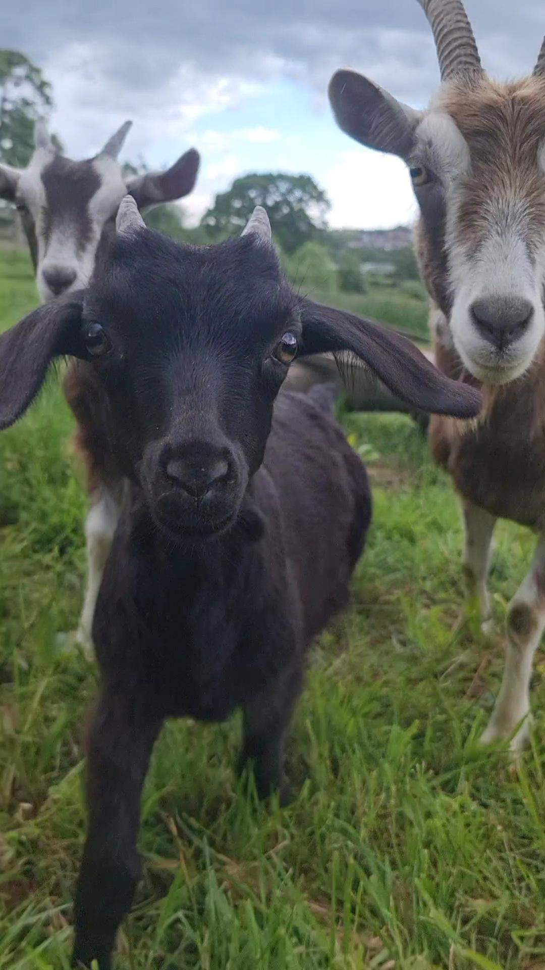 Livestock arrives on the farm!