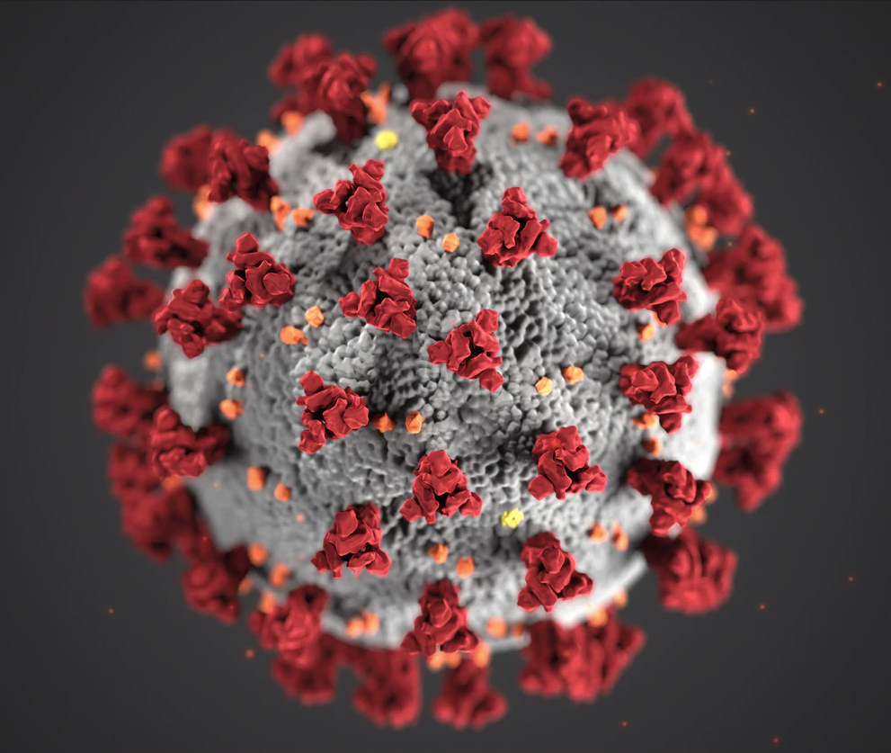 grey coronavirus with red protrusions