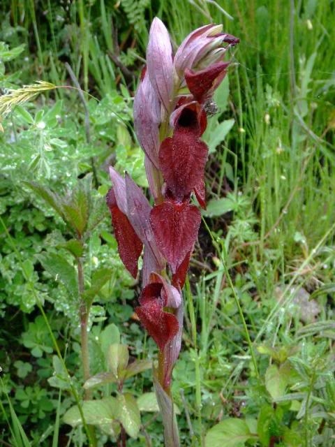 Heart-shaped-tongue-orchid  Serapias-cordigera in France