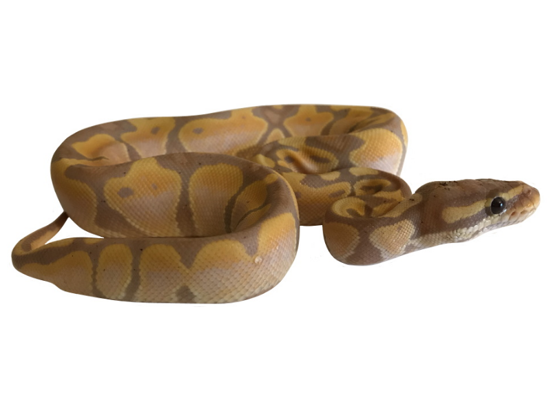 Banana Royal Python