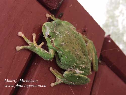 Stripeless tree frog unusual pigmentation - France