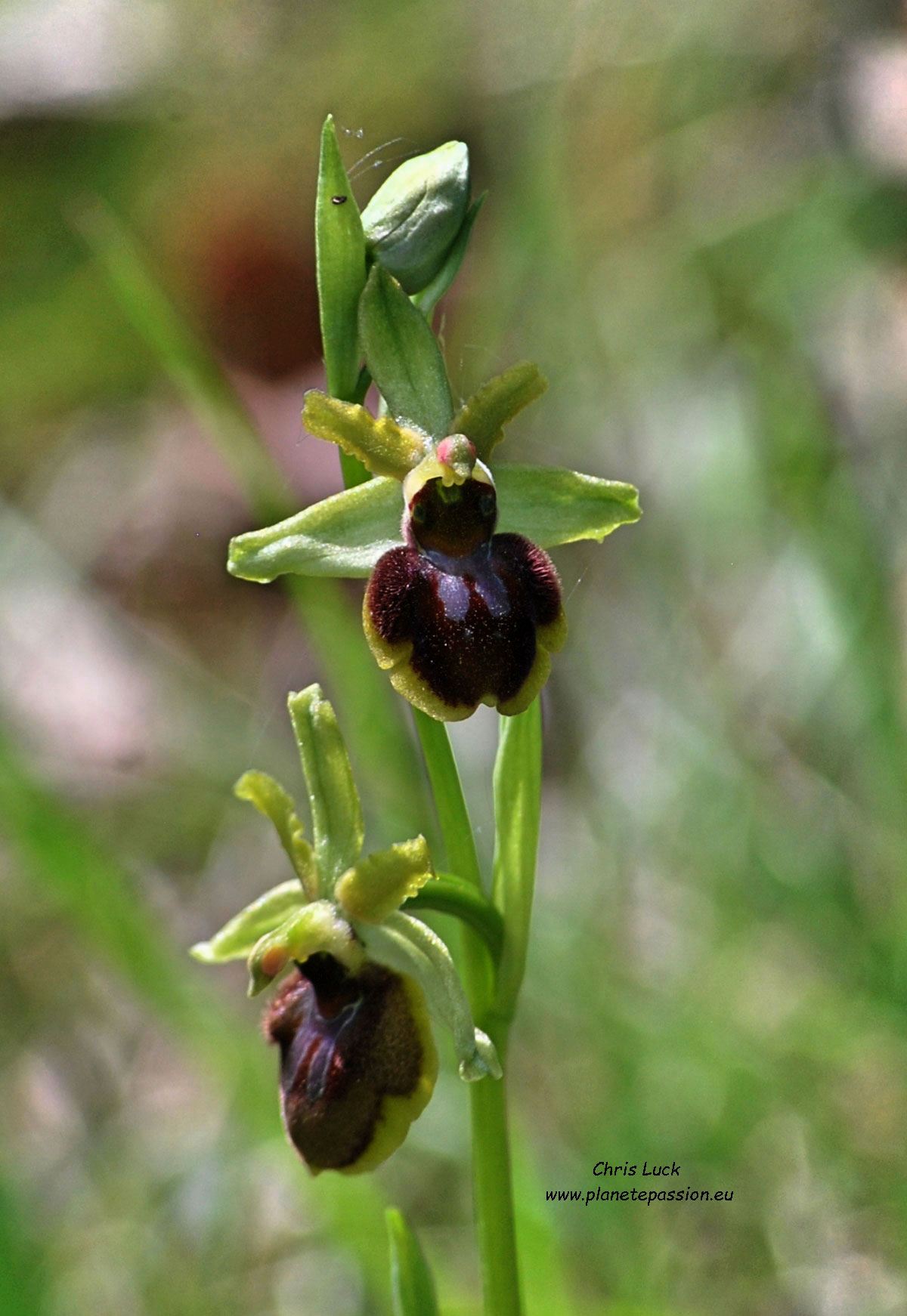 Spider Orchid  Ophrys aranifera France