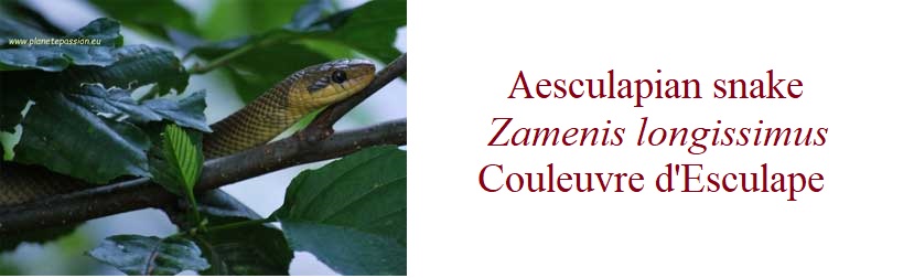 Aesculapian snake, Zamenis longissimus, in France