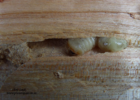 Capricorne larva in tree section, France