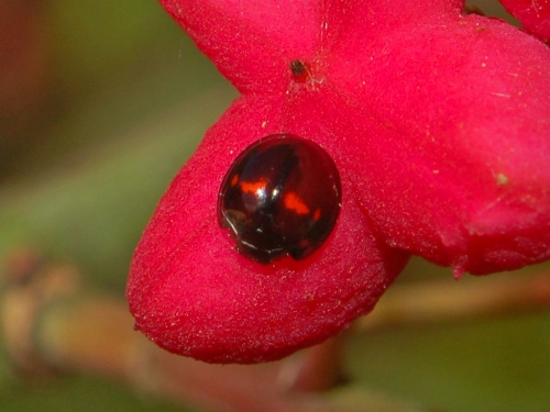 Heather ladybird France