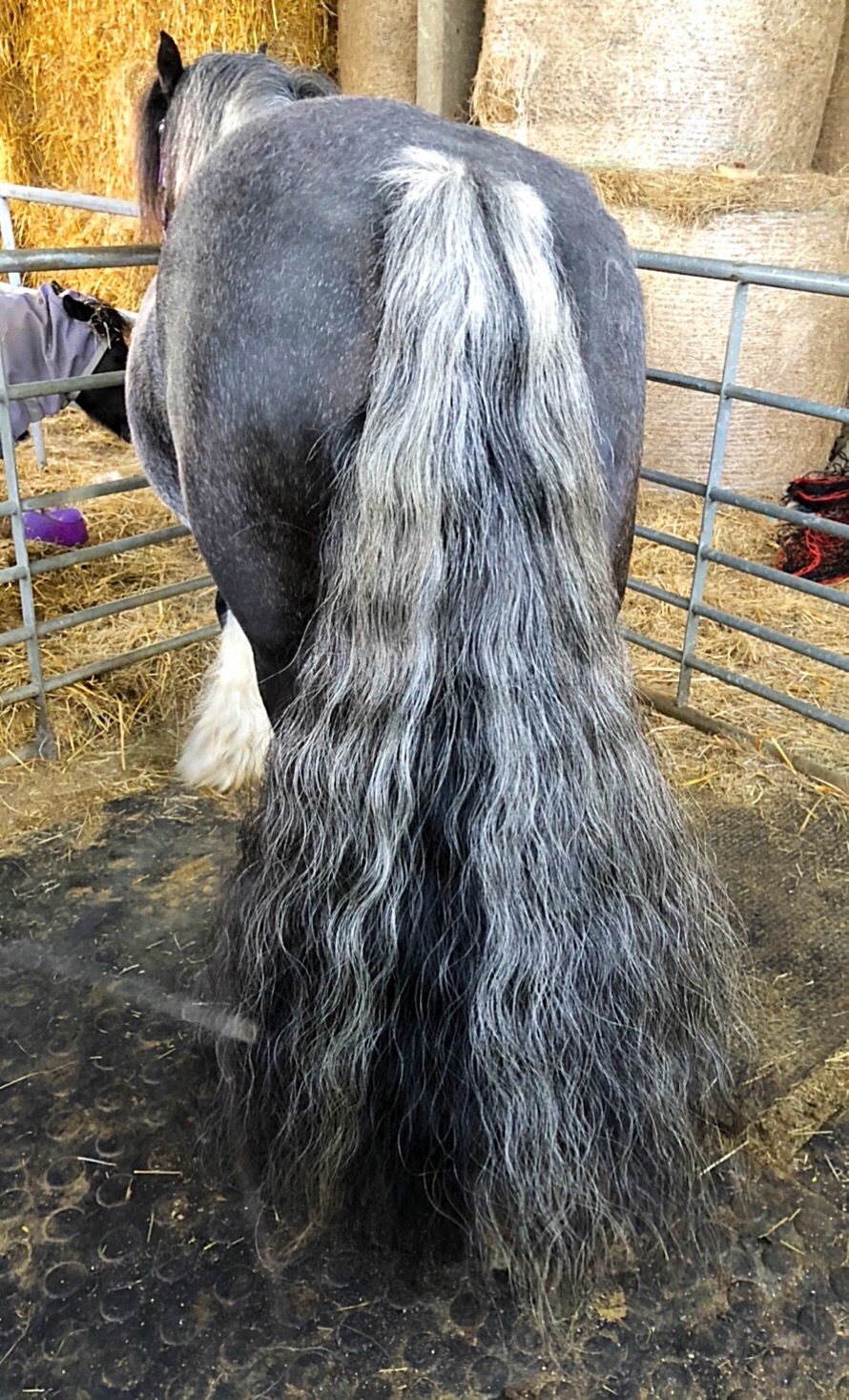 trophy-tails-waterproof-tail-bag-specialist-cob-tail-bag-results-hairy-horsesJPG