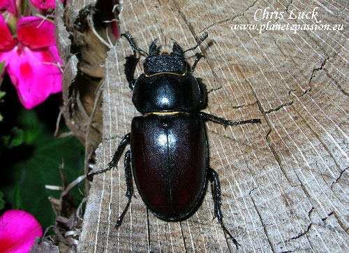 Female stag beetle in France