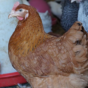 Chickens for Sale The Poplar Red Sussex