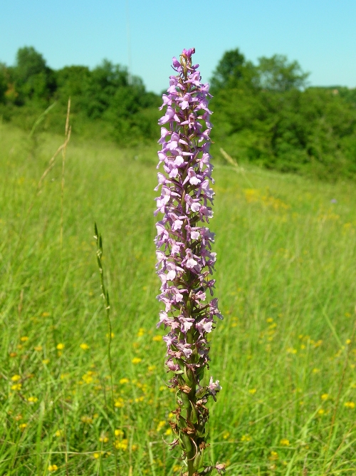 Fragrant Orchid  Gymnadenia conopsea in France