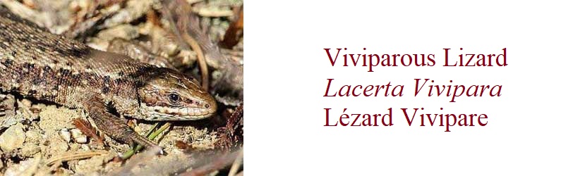Lézard Vivipare, Lacerta Vivipara, Viviparous Lizard in France