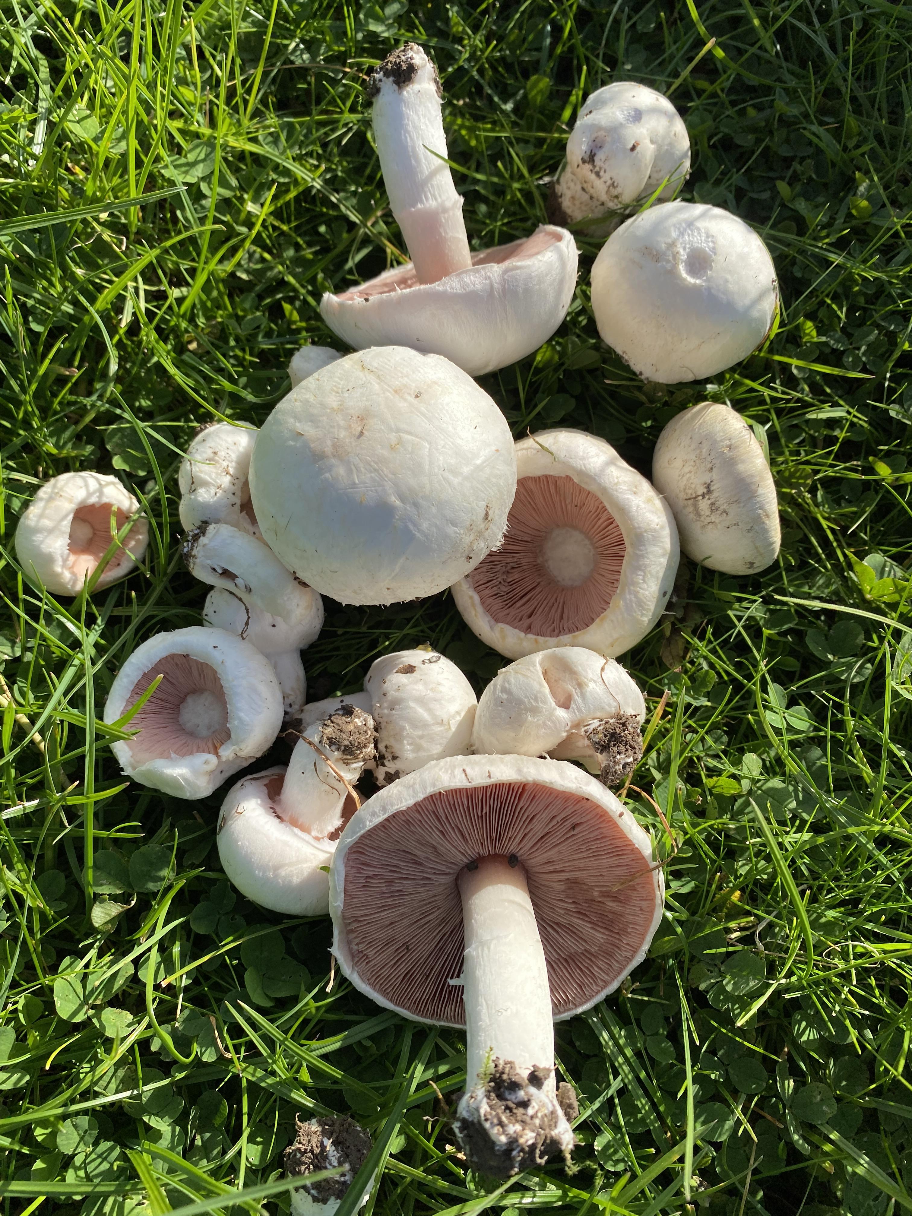 agarics arvensis, horse mushrooms, edible fungi, wild foods