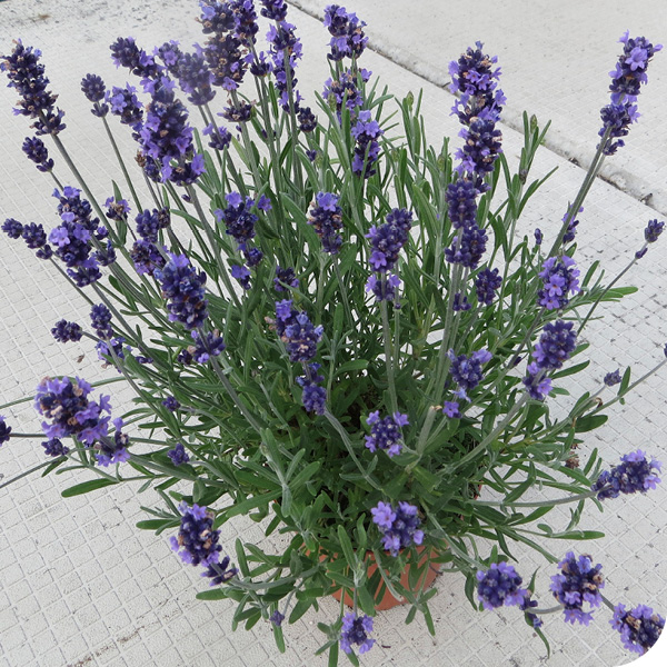 Perennial; Lavender