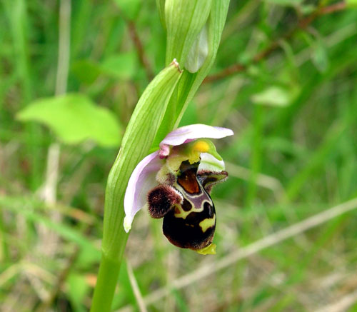Woodcock Orchid  Ophrys scolopax in France