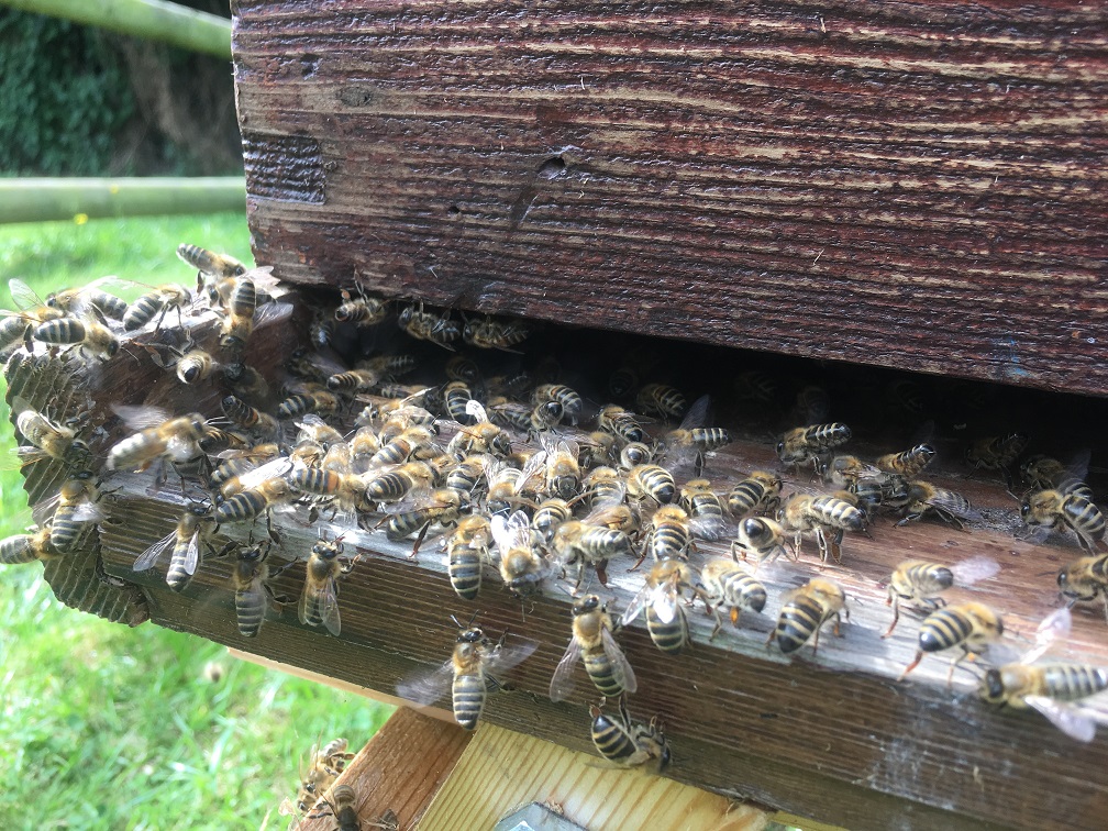 The swarm checking the hive out before settling.