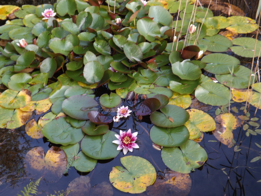 Water lillies in the pond at Glentrool Camping and Caravan Site near Newton Stewart Scotlland