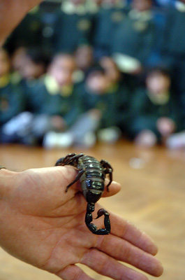 Emperor scorpion at the bug man school science shows