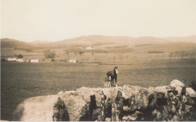 Horse and foal on farmland near Kirkbean