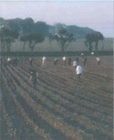 Workers hoeing the fields in Kirkbean