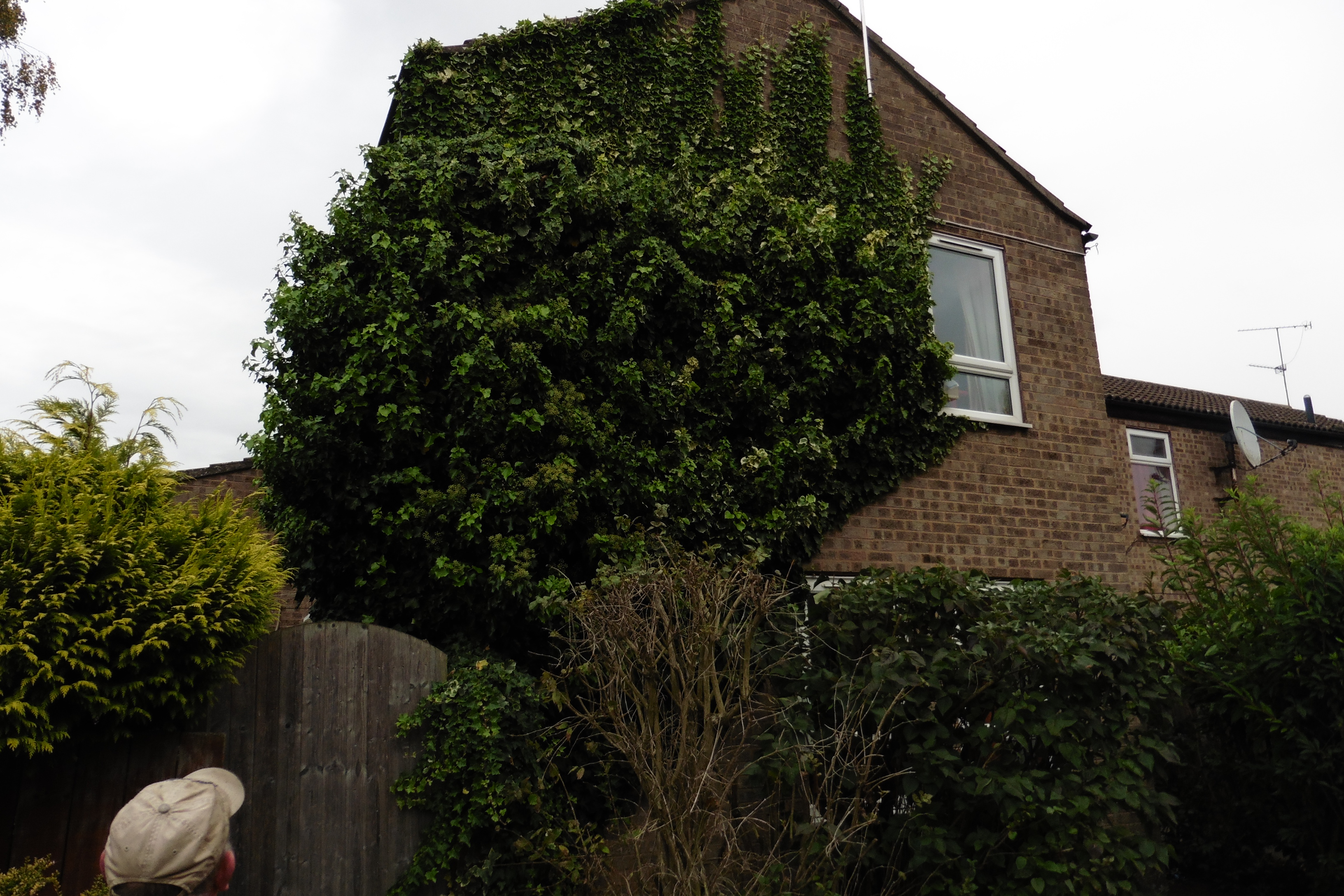 ivy removal scunthorpe