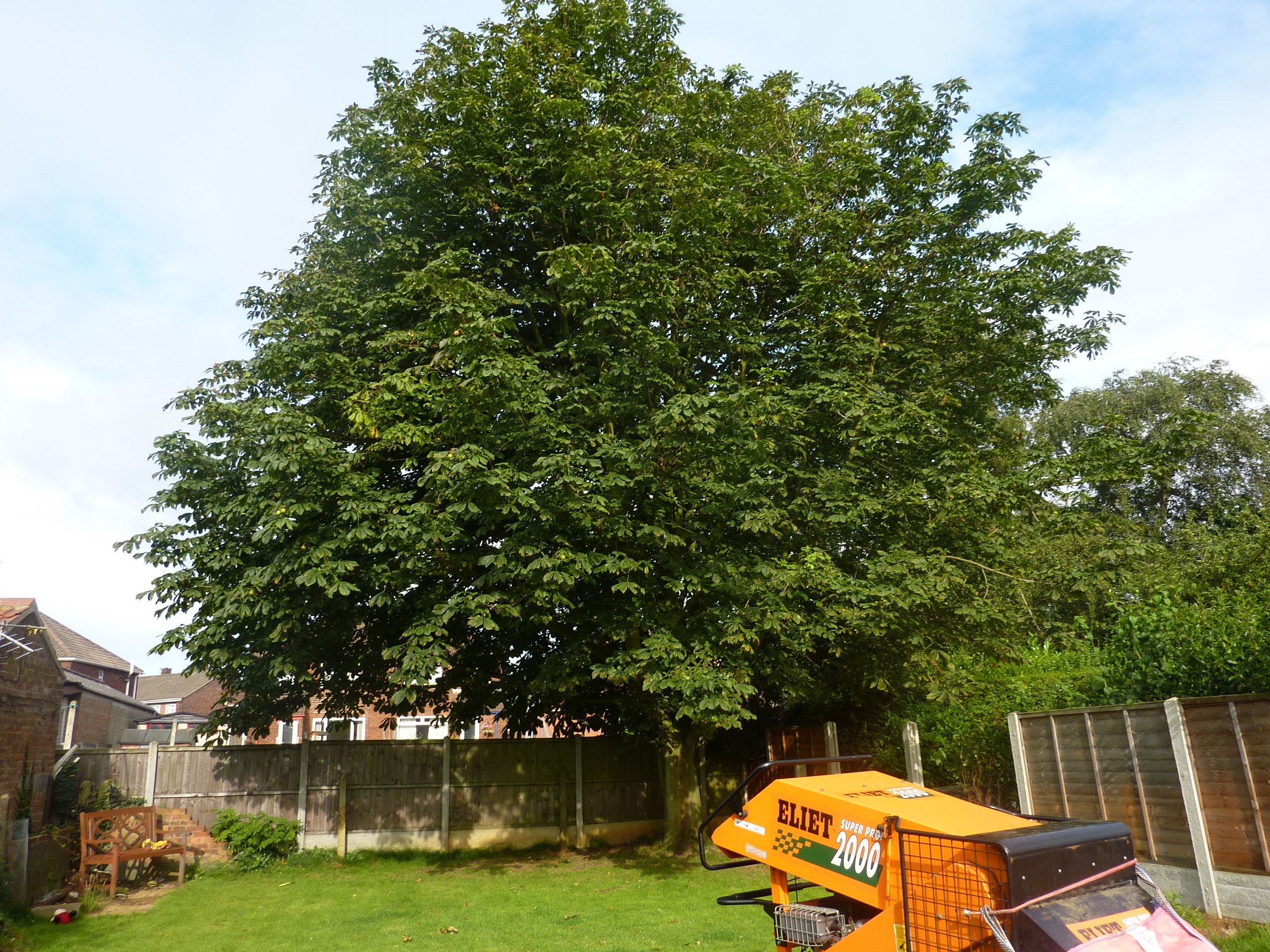 tree crown reduction scunthorpe