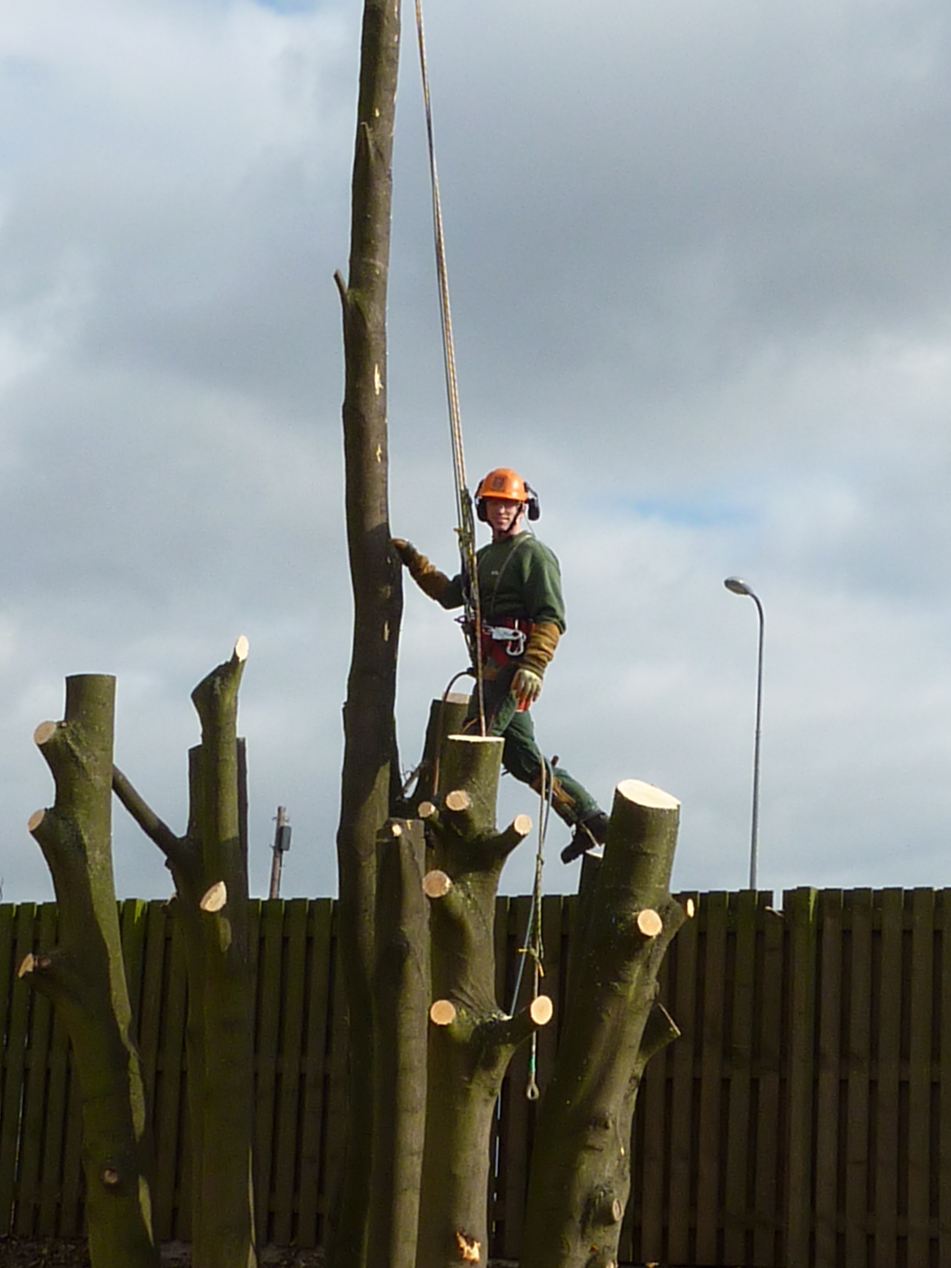 tree removal scunthorpe