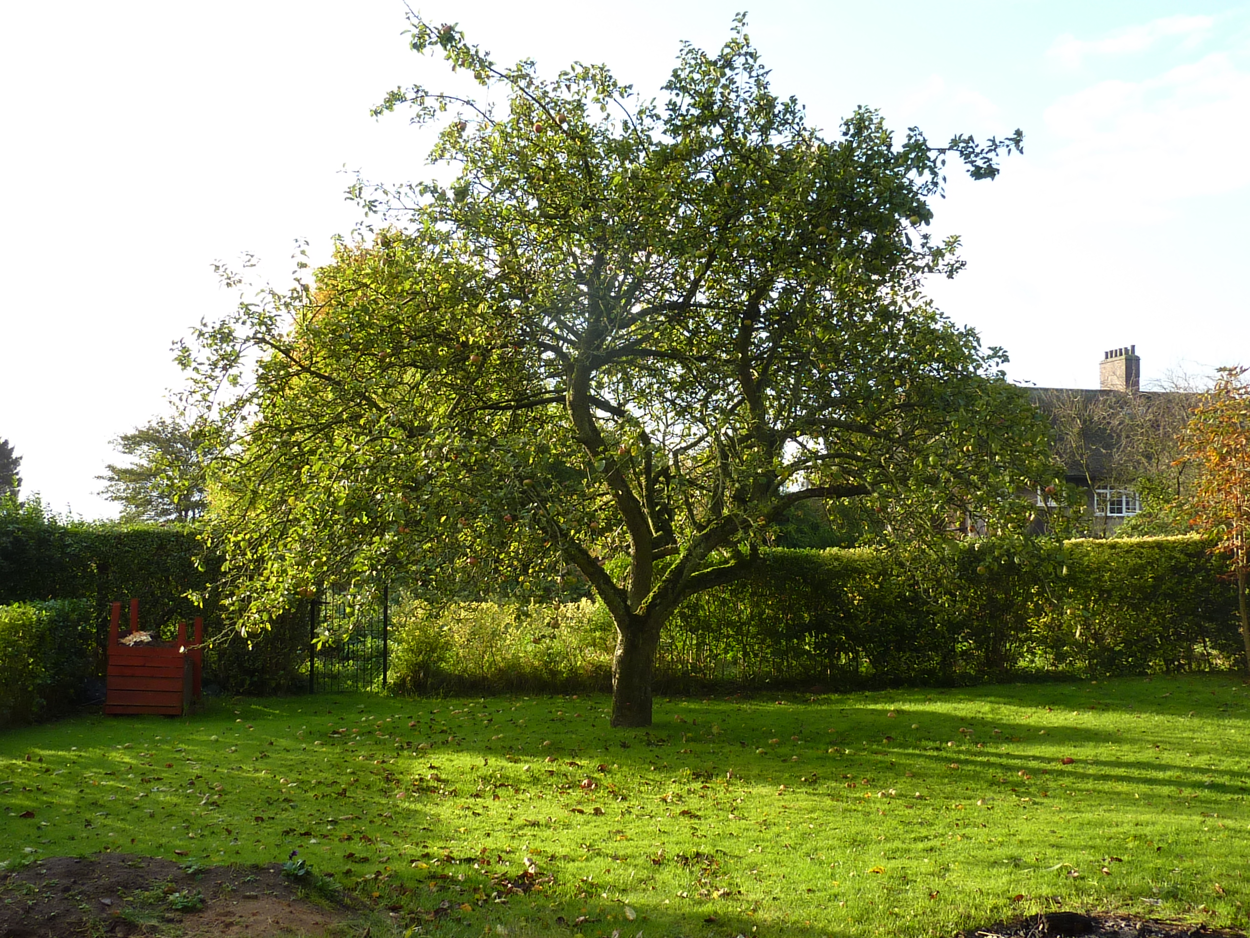 tree pruning ashby scunthorpe