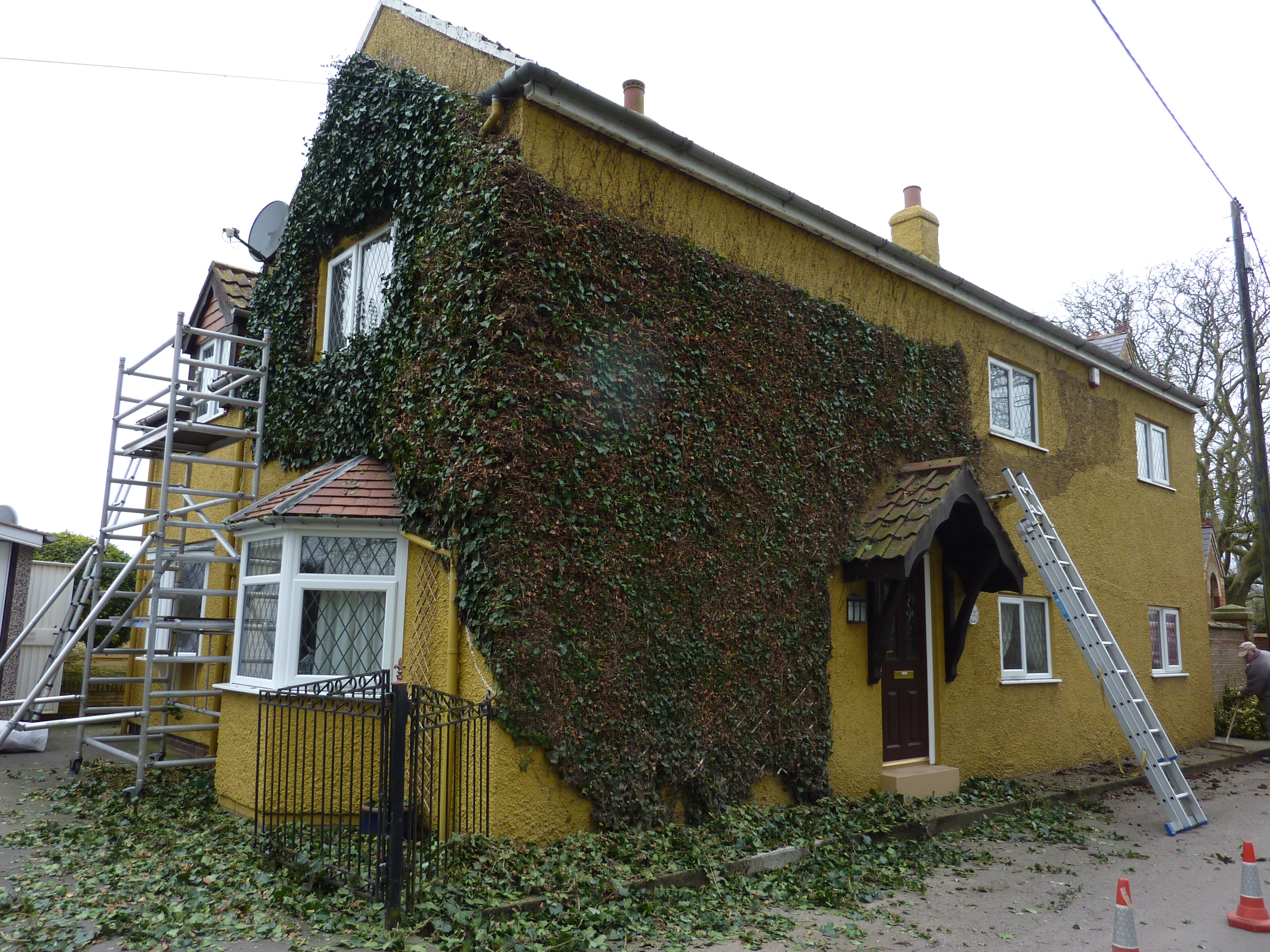 trimmed ivy on house scunthorpe