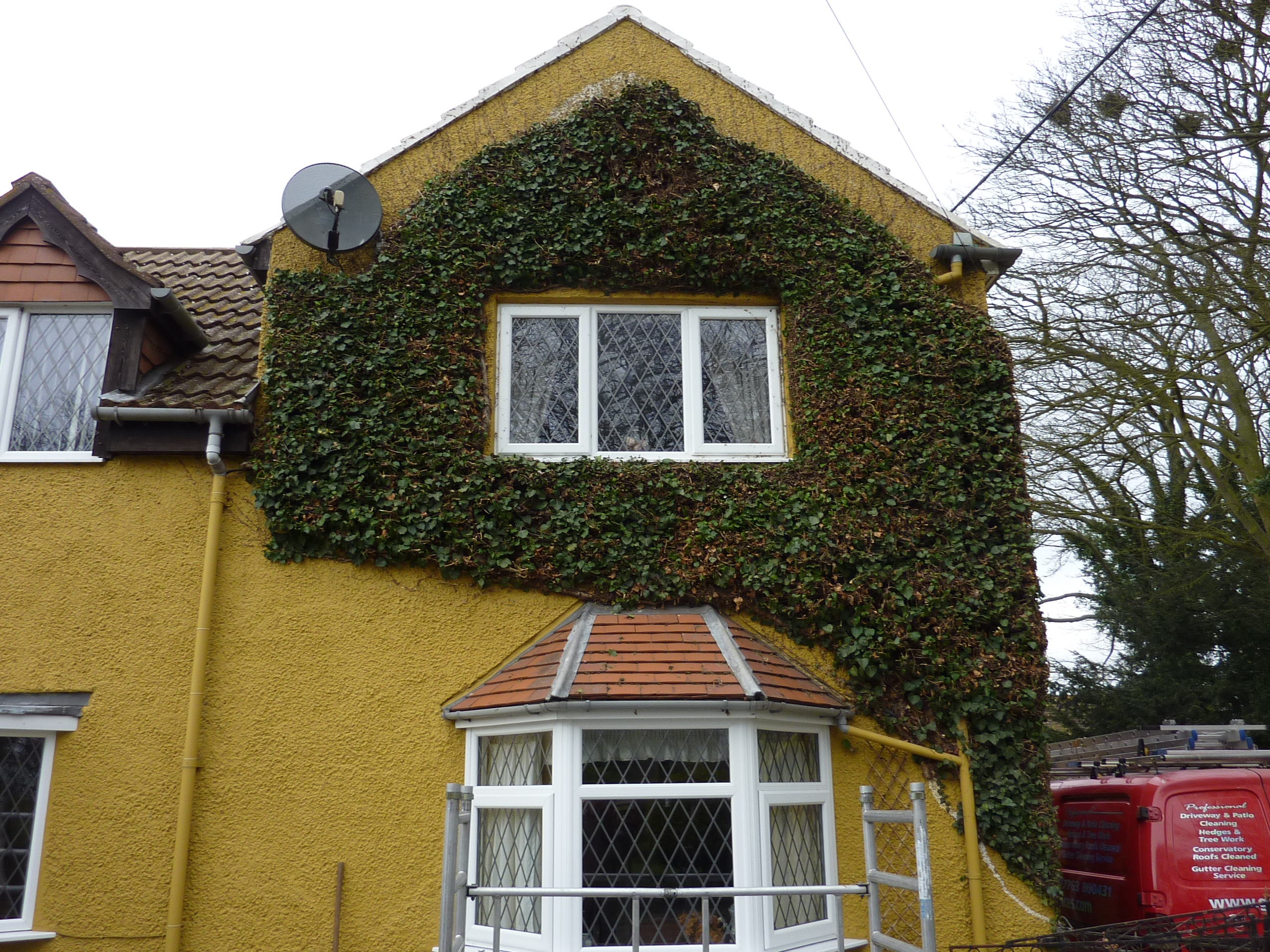 cutting back overgrown ivy