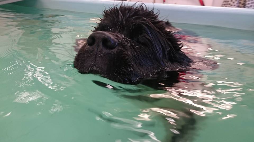 pain relief for dogs - the Solway Hydrotherapy Centre Dumfries