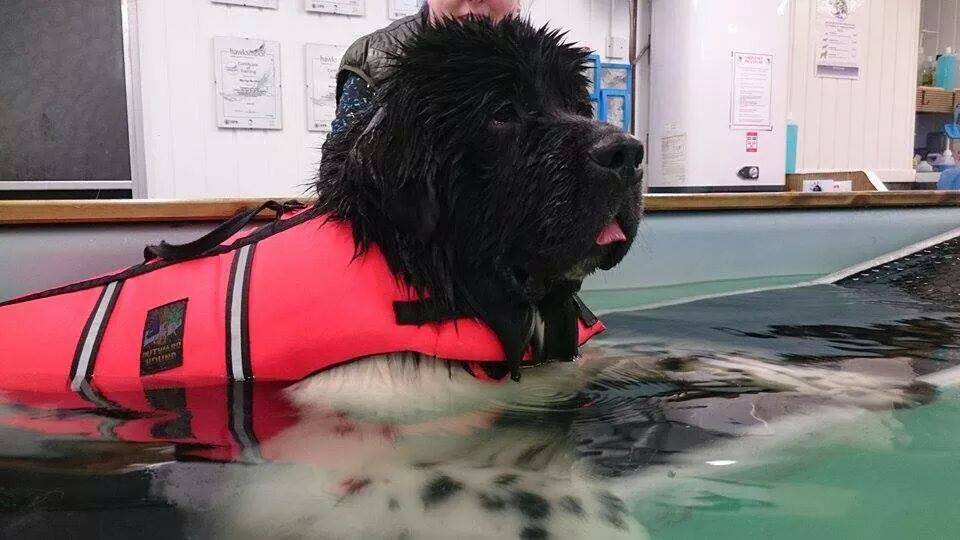 caninen hydrotherapy dumfries - Solway Canine Hydrotherapy Centre