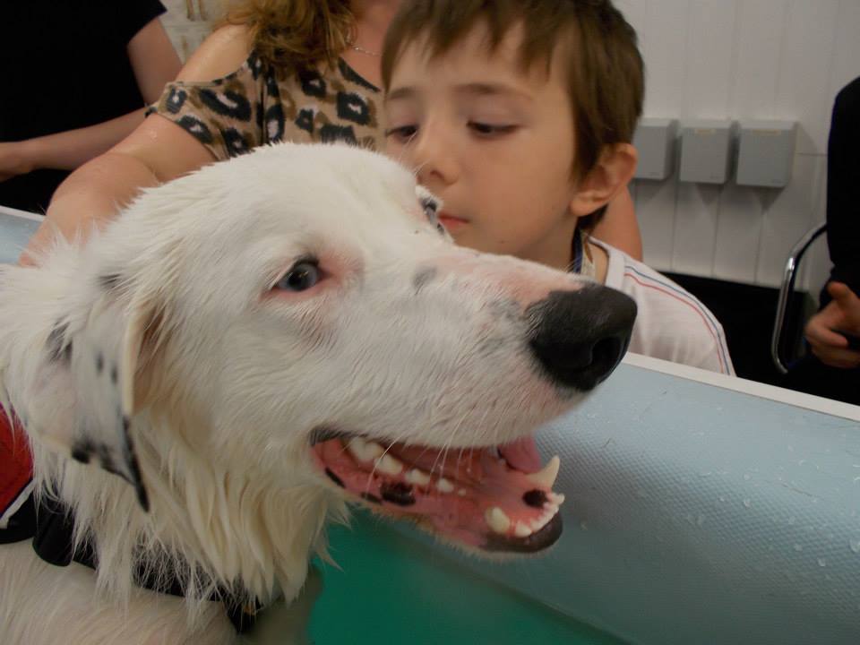 therapy for injured dogs dumfries - Solway Canine Hydrotherapy Centre