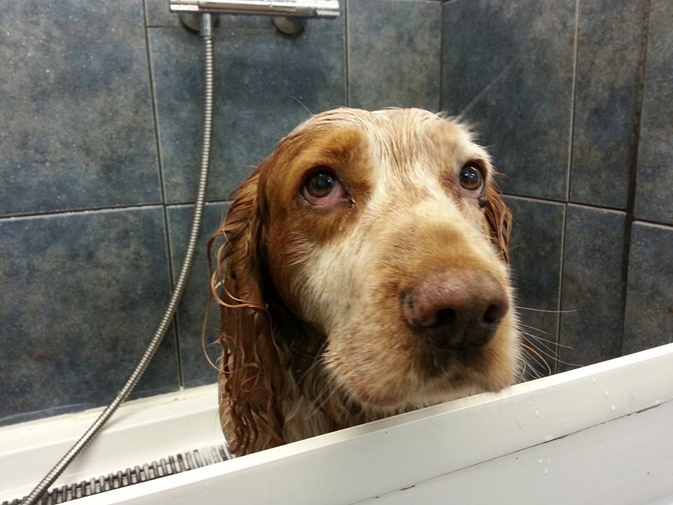 dog wash dumfries - Solway Canine Hydrotherapy Centre