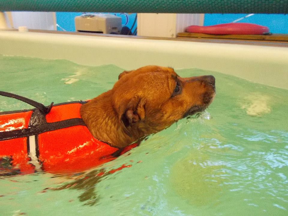 dog swimming pools dumfries - Solway Canine Hydrotherapy Centre