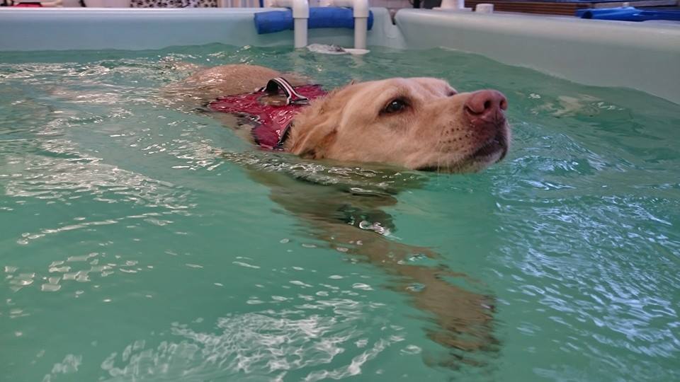 therapy for dogs with weak legs - Solway Canine Hydrotherapy Centre