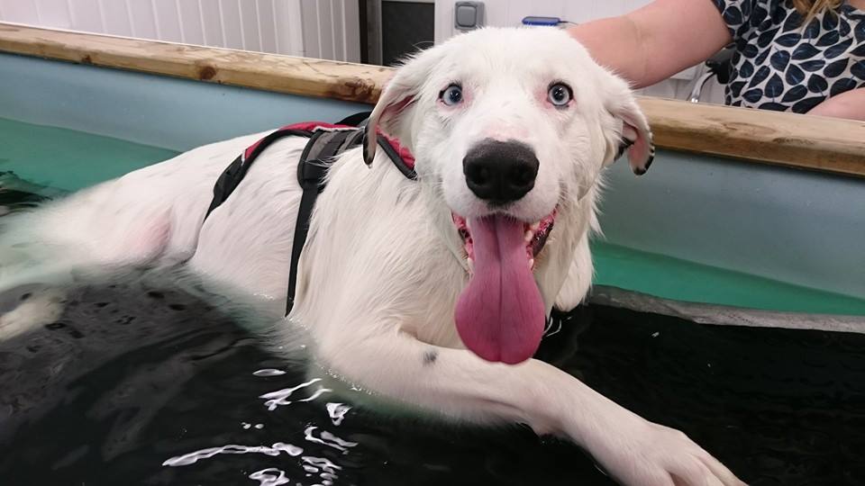 pain relief for dogs with arthritis - Solway Canine Hydrotherapy Centre