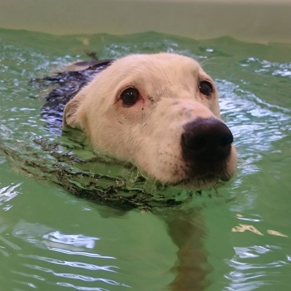 Solway Canine Hydrotherapy Dumfries south-west Scotland